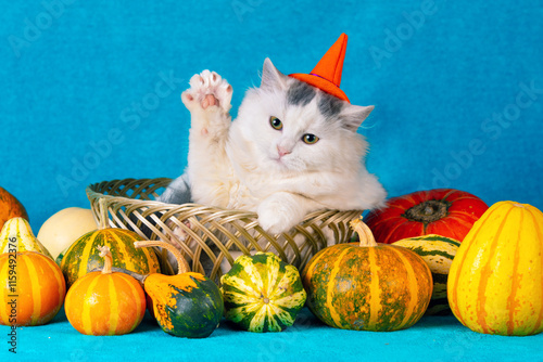 Funny little kitten in Halloween hat on blue blanket with colorful pumpkins. Halloween and Thanksgiving concept