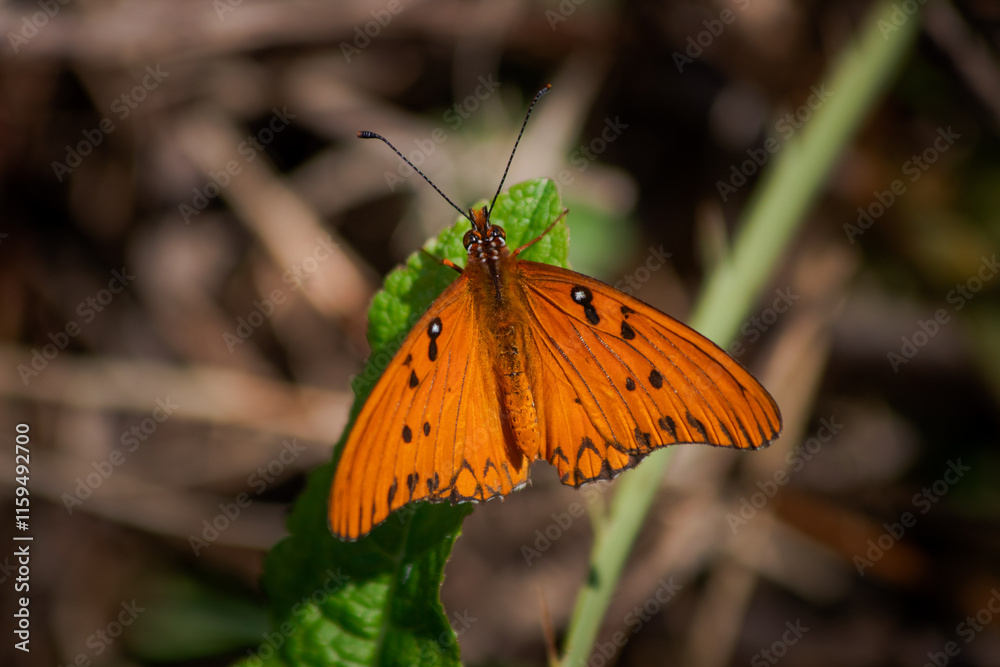 Orange butterfly on a flower Orange butterfly on a flower