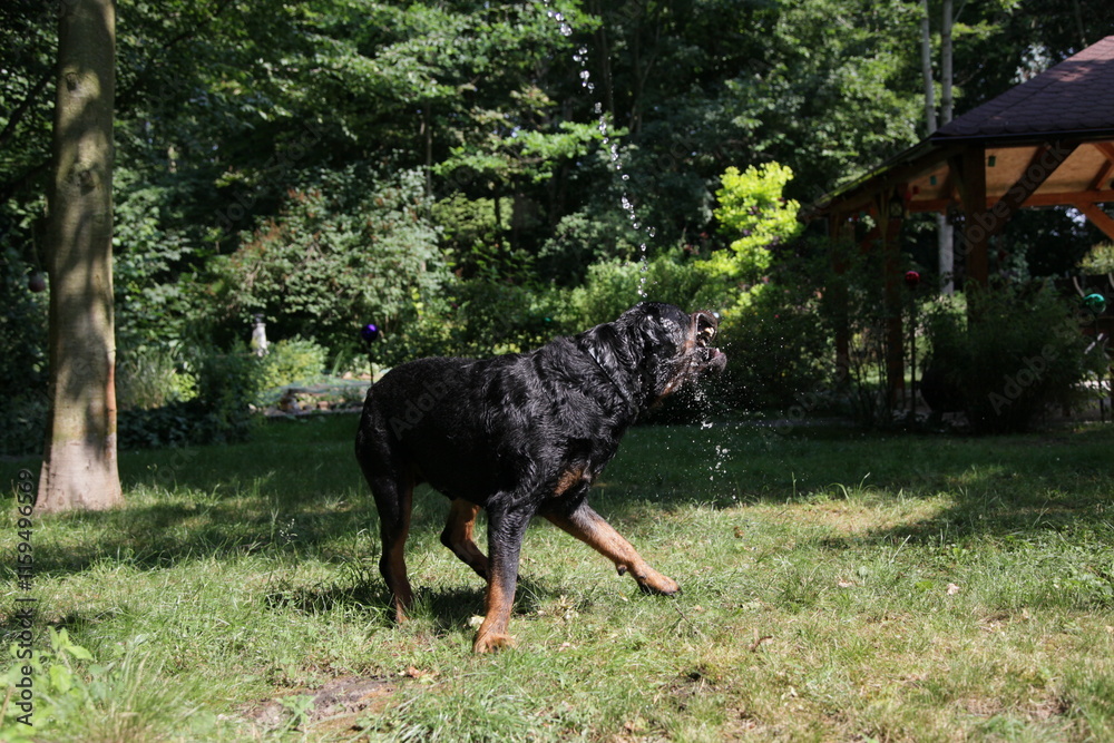 Rottweiler Hund spielt mit Wasser im Sommer