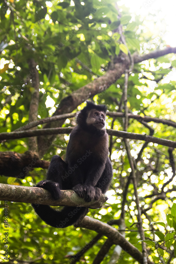 Naklejka premium a cute monkey portrait sitting on a tree in Iguazu