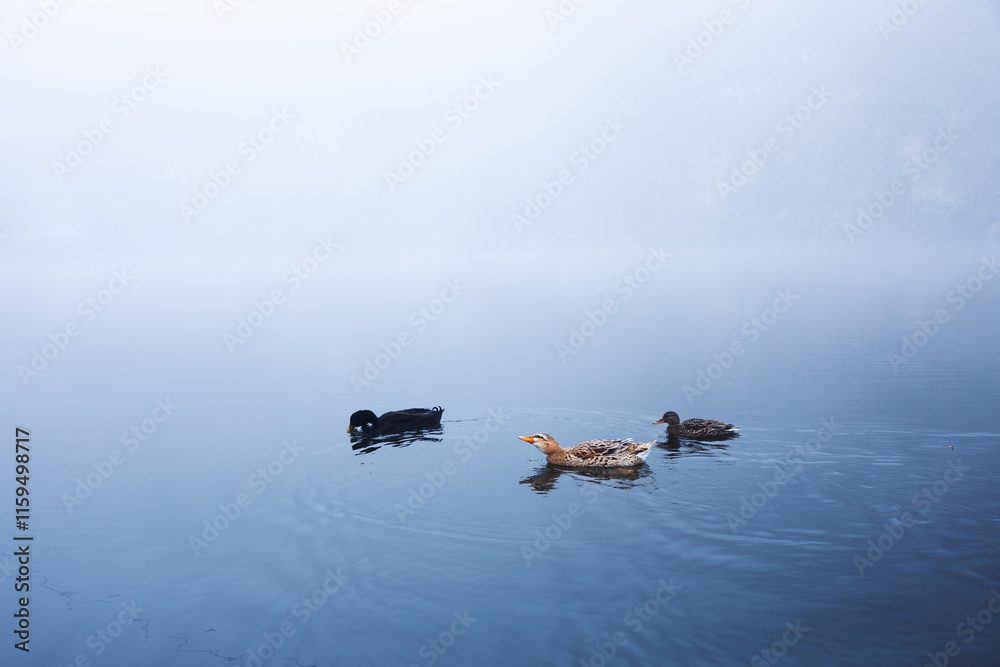 Fototapeta premium ducks in the water