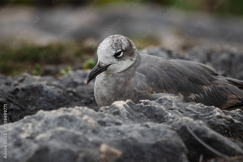 Fototapeta premium Close-up of a beautifull Seagull in Tulum, Mexico. Leucophaeus atricilla.