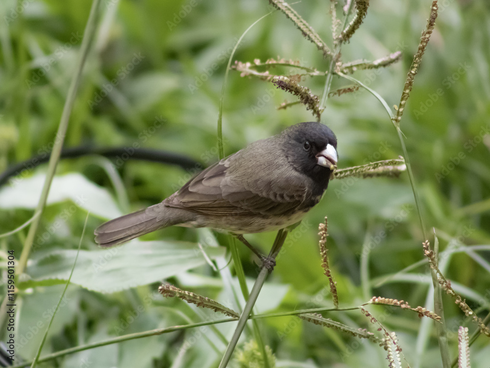 Obraz premium Close-up of a black-collared seedeater (Sporophila nigricollis) perched on grass, showing its distinct black head and gray body.