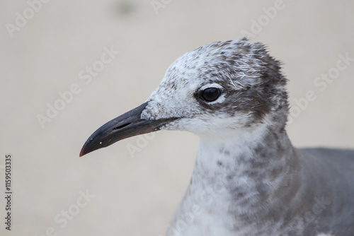 Close-up of a beautifull Seagull in Tulum, Mexico. Leucophaeus atricilla. photo