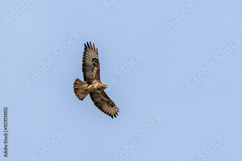 myszołów zwyczajny (Buteo buteo) w locie na tle niebieskiego nieba