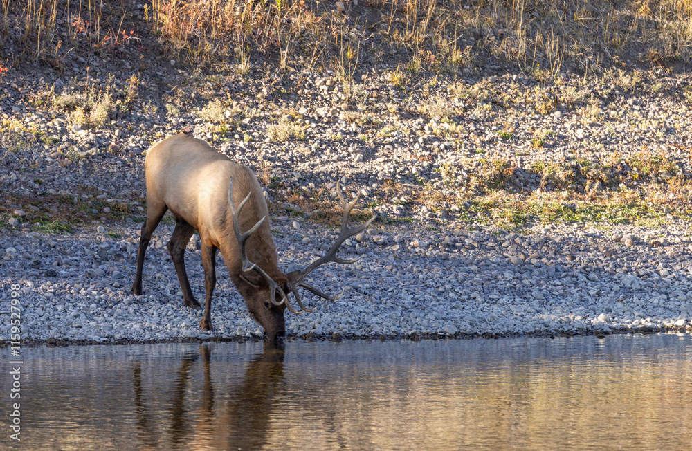 Bull Elk Drinnking in a River During the Rut in Autumn in Wyoming Bull Elk Drinnking in a River During the Rut in Autumn in Wyoming