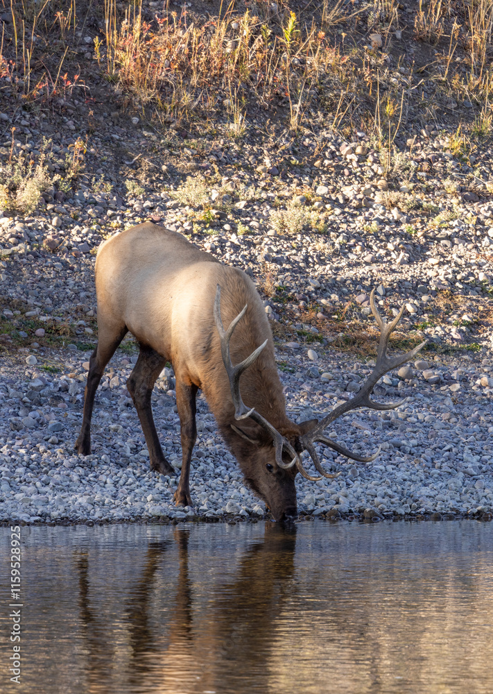 Bull Elk Drinnking in a River During the Rut in Autumn in Wyoming Bull Elk Drinnking in a River During the Rut in Autumn in Wyoming