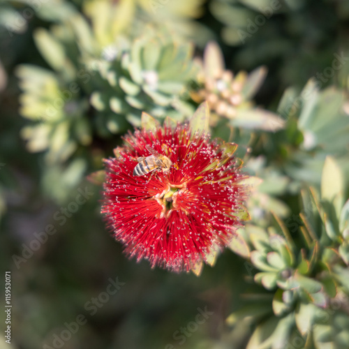 Bee and flowers pollination. A bee feeding on a calliandra. photo