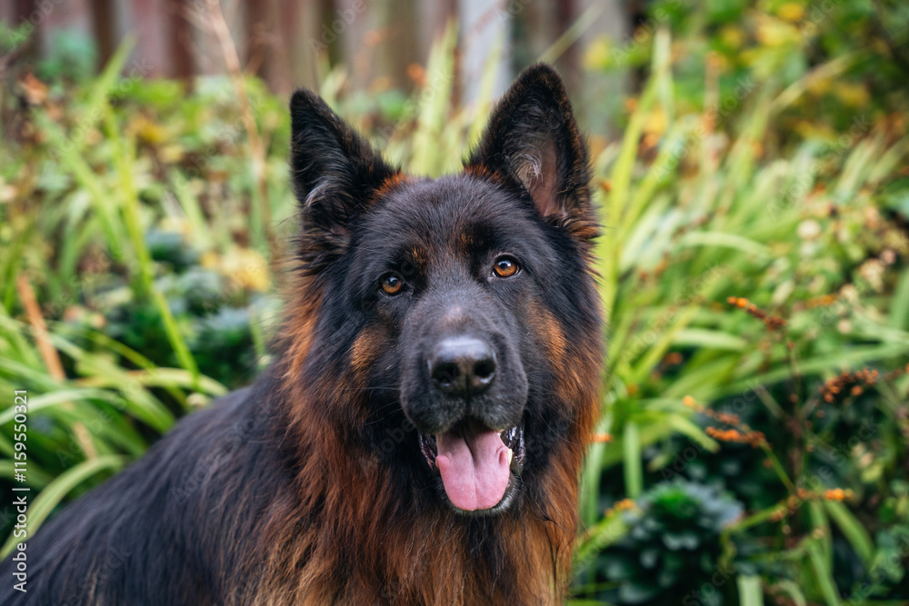 Majestic German shepherd with vibrant coat relaxing in lush garden setting during a sunny afternoon Majestic German shepherd with vibrant coat relaxing in lush garden setting during a sunny afternoon