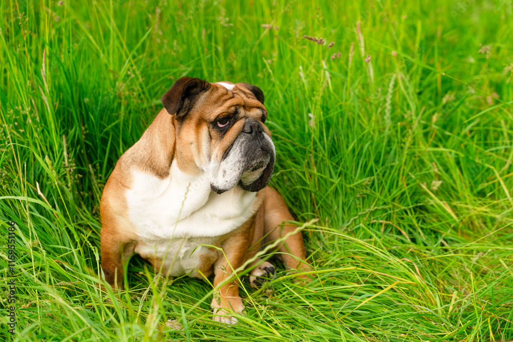 Cute bulldog resting in vibrant green grass during a sunny day in a tranquil park Cute bulldog resting in vibrant green grass during a sunny day in a tranquil park