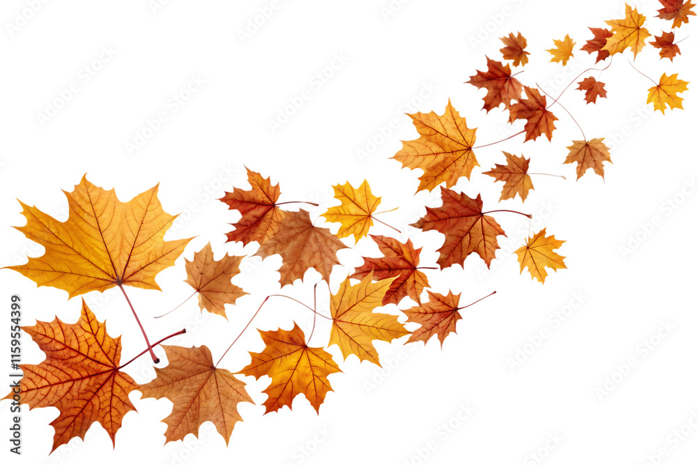 Vibrant Autumn Maple Leaves Swirling on Transparent Background: Natural Flow of Fall Vibrant Autumn Maple Leaves Swirling on Transparent Background: Natural Flow of Fall