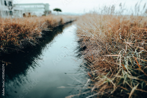 A ditch or creek with cold blue grey water among dry reed grass grows along a body of water in the bleak fall season. Countryside landscape, wild land