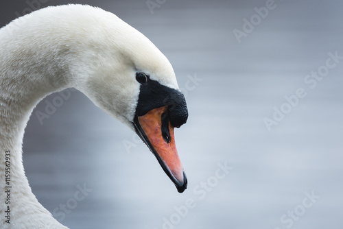 Fototapeta Naklejka Na Ścianę i Meble -  Close-up portrait of a Mute swan (Cygnus olor) on water, Donkmeer, Belgium