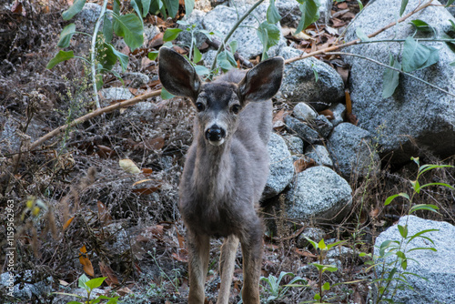Alert mule deer near Chantry Flats in the San Gabriel Mountains above Pasadena California.  