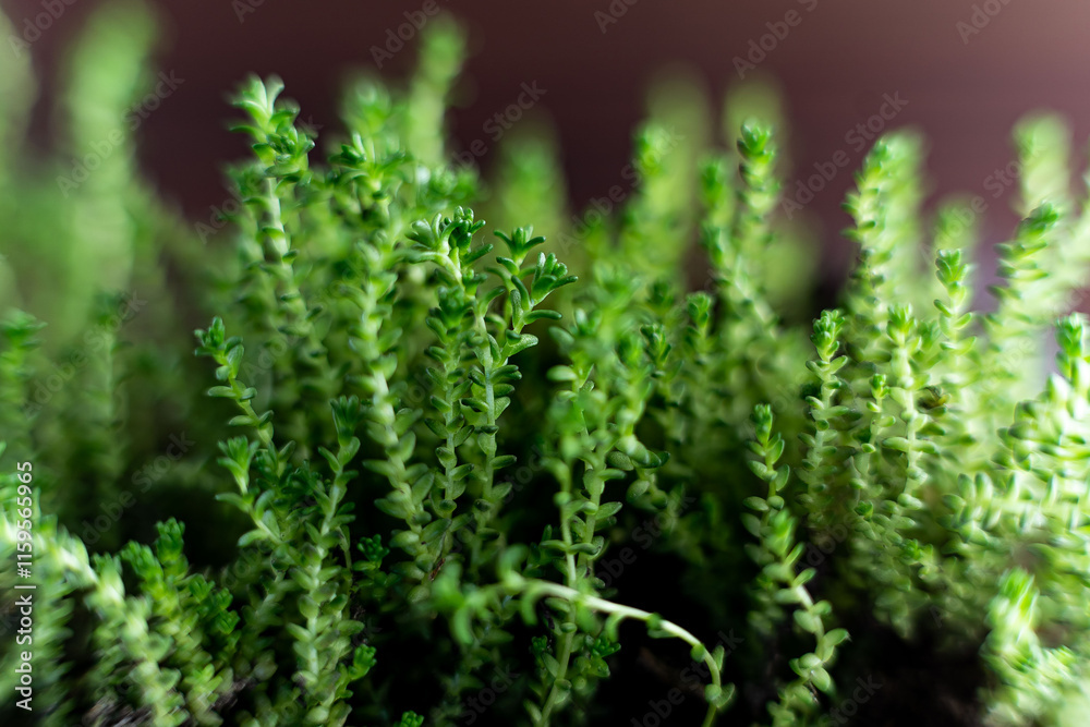 Fresh watercress grass sprouts with water droplets. Selective focus. Macro grass Fresh watercress grass sprouts with water droplets. Selective focus. Macro grass