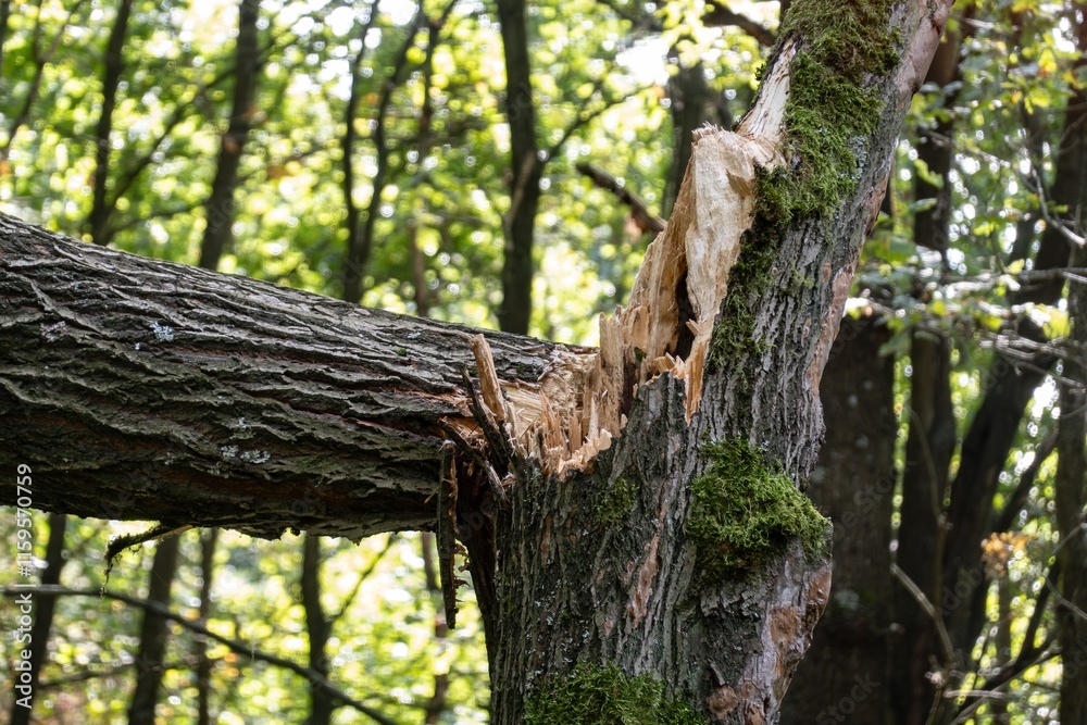 Broken tree in forest after strong wind and storm