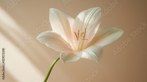 White flower with pink undertones on taupe background photo