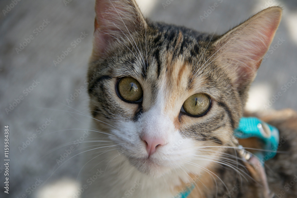 Domestic calico cat with green eyes, close-up. Domestic calico cat with green eyes, close-up.