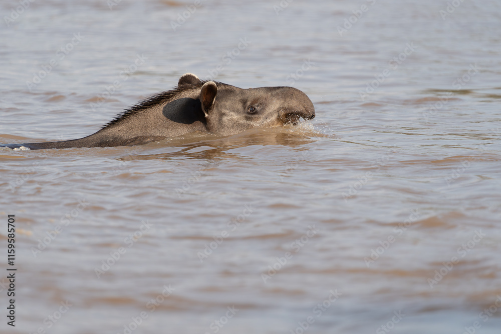 South American tapir swimming across river South American tapir swimming across river