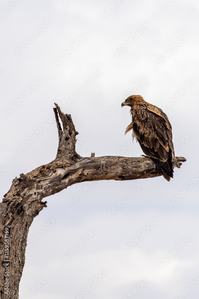 Tawny eagle (Aquila rapax) bird of prey perched in dead tree top branche in Tarangire National Park in Tanzania East Africa, Hoigh key image. Tawny eagle (Aquila rapax) bird of prey perched in dead tree top branche in Tarangire National Park in Tanzania East Africa, Hoigh key image.