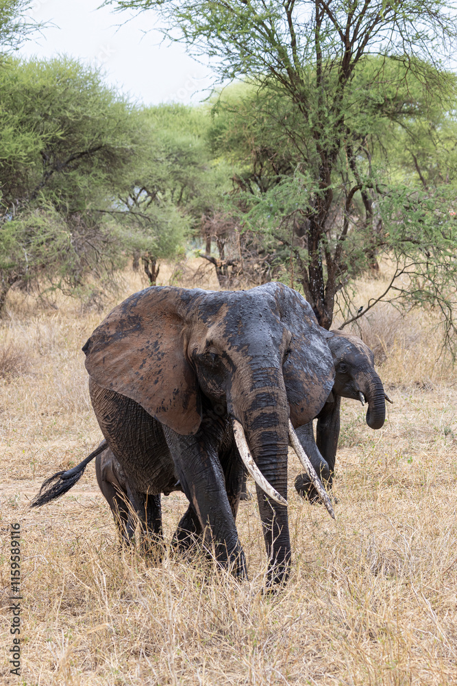 Fototapeta premium African Elephant walking in Tarangire National Park in Tanzania East Africa