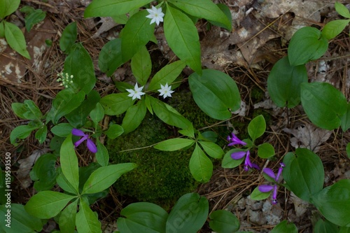 spring forest flowers photo