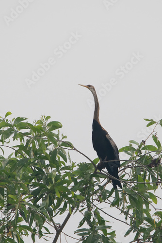 Oriental darter with white background | snakebird | snake headed bird | Anhinga photo