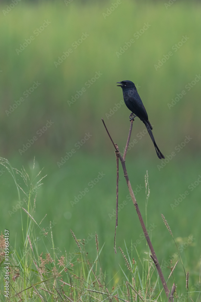 The black drongo is a small Asian passerine bird of the drongo family Dicruridae. | black drongo with beautiful blur green background images | Dicrurus macrocercus The black drongo is a small Asian passerine bird of the drongo family Dicruridae. | black drongo with beautiful blur green background images | Dicrurus macrocercus