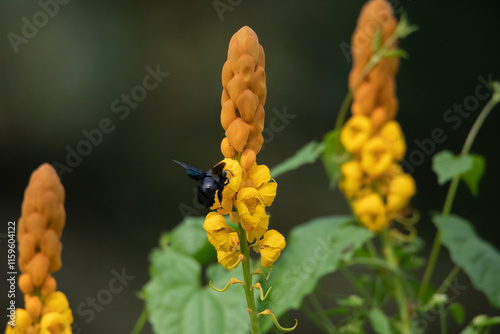 Senna Alata with beautiful blurred background | Cassia Alata | food chain with flower and bees | Yellow flower with blurred background photo