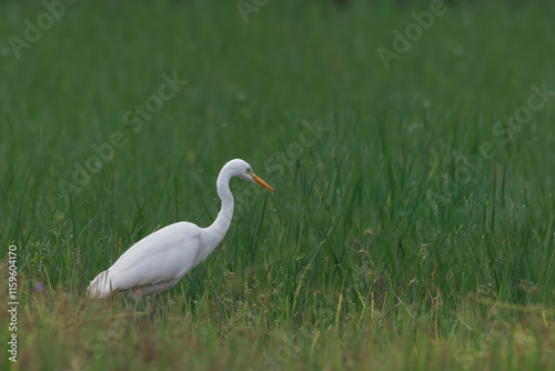 Great egret (Ardea alba) | white bird with beautiful blurred green background | white bird with beautiful morning vibes | white birds in rice fields.