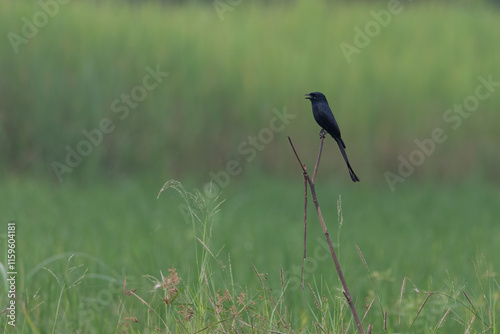 The black drongo is a small Asian passerine bird of the drongo family Dicruridae. | black drongo with beautiful blur green background images | Dicrurus macrocercus
