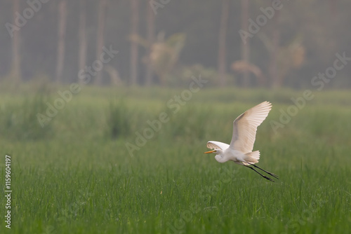 Great egret (Ardea alba) | white bird with beautiful blurred green background | white bird with beautiful morning vibes | white birds in rice fields.