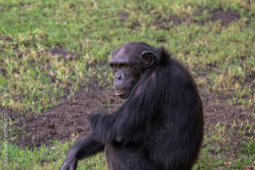 photographs of chimpanzees in their natural habitat in the middle of nature photo