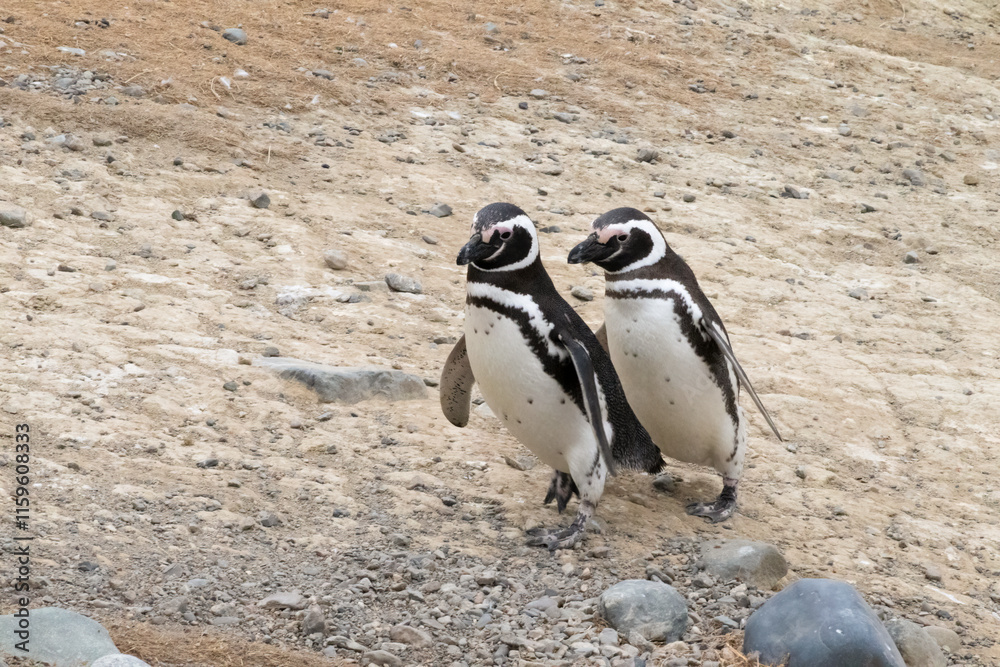 Obraz premium pareja de pinguinos magallánicos caminando por isla Magadalena, Patagonia, Chile