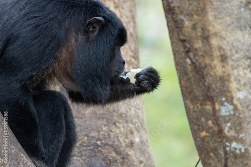 Black howler monkey in tree eating photo