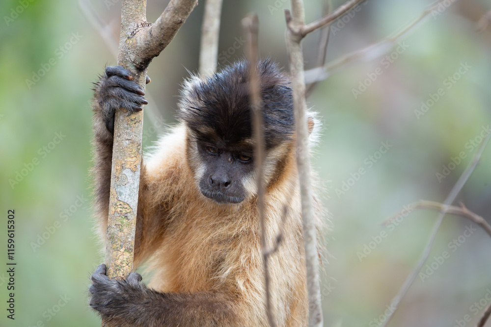 Naklejka premium Capuchin monkey climbing in tree in Pantanal