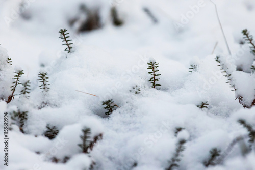 Schilderij op canvas nature under snow, small branches are visible from under white snowdrifts