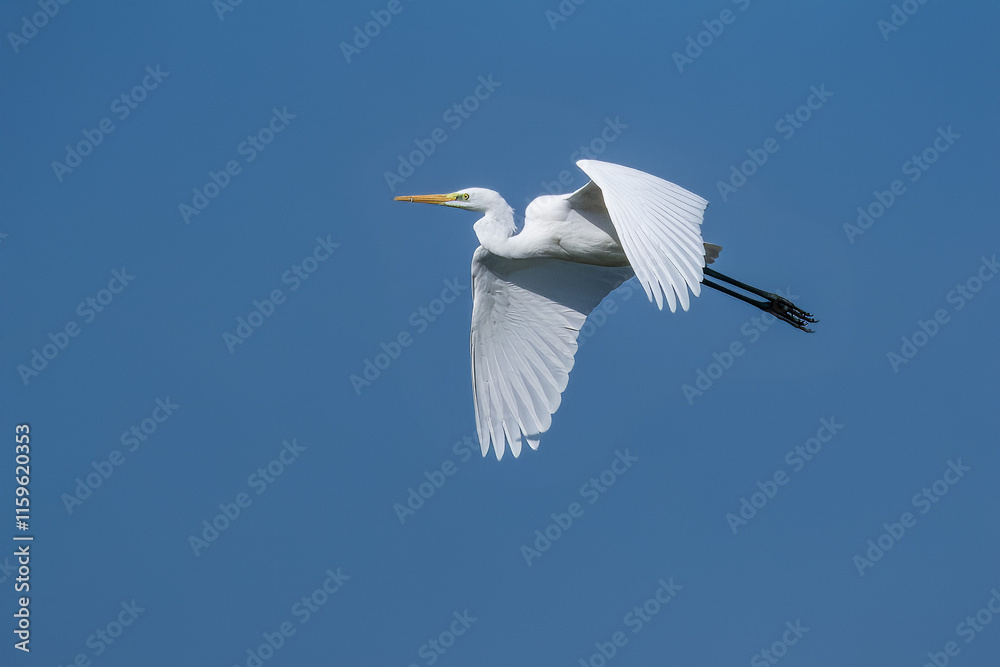 Un airone bianco maggiore (Ardea alba) vola con le ali spiegate nel cielo azzurro. Un airone bianco maggiore (Ardea alba) vola con le ali spiegate nel cielo azzurro.
