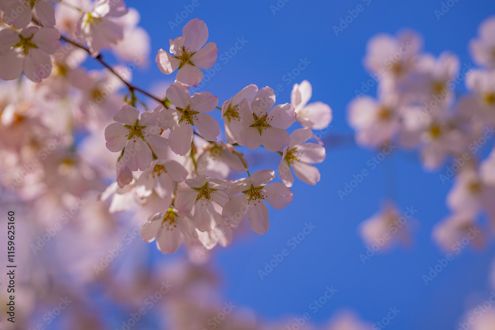 Spring cherry blossom with blue sky background. White cherry flowers on spring time. Close up photo of white blossoming cherry tree branch. White flowers of the cherry blossoms on a spring day. Spring cherry blossom with blue sky background. White cherry flowers on spring time. Close up photo of white blossoming cherry tree branch. White flowers of the cherry blossoms on a spring day.