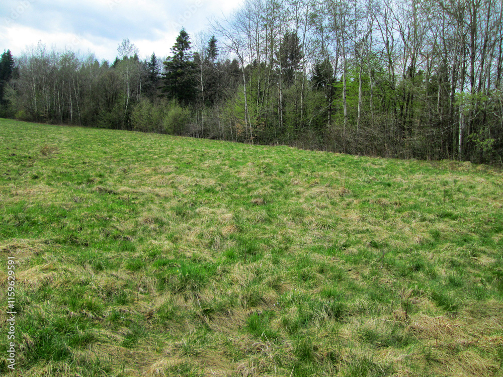 Fototapeta premium A green meadow bordered by a forest
