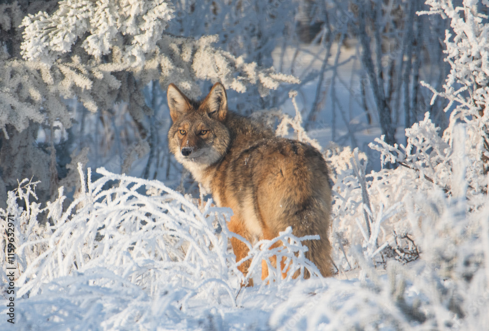 Obraz premium Close up of coyote in the snow