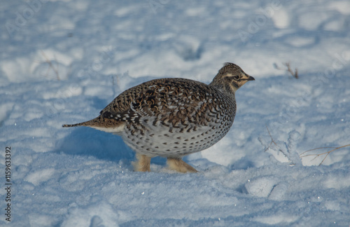 Sharp tailed grouse in the snow photo