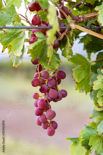 Close up of a bunch of blue grapes on the vine in a vineyard of Fiamabala, Catamarca, Argentina