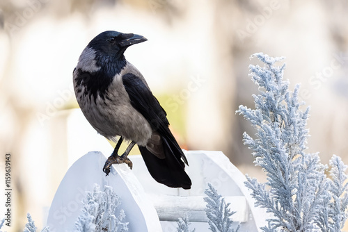  Cornacchia grigia (Corvus cornix) appollaiata su una staccionata in una fredda mattina invernale.
 photo