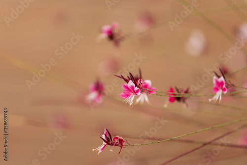 Kwiaty egzotyczne Gaura Lindheimera 