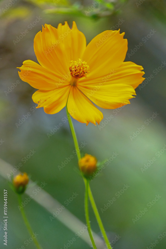 Obraz premium Flor silvestre