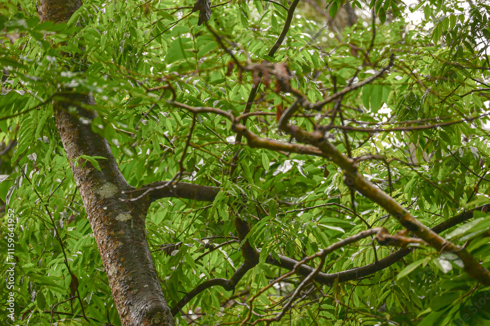 Fototapeta premium Ramas de Selva tropical