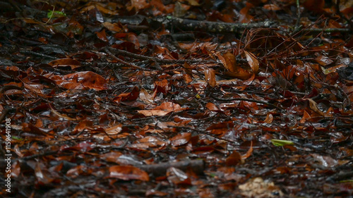 Alfombra de hojas mojadas por la lluvia 