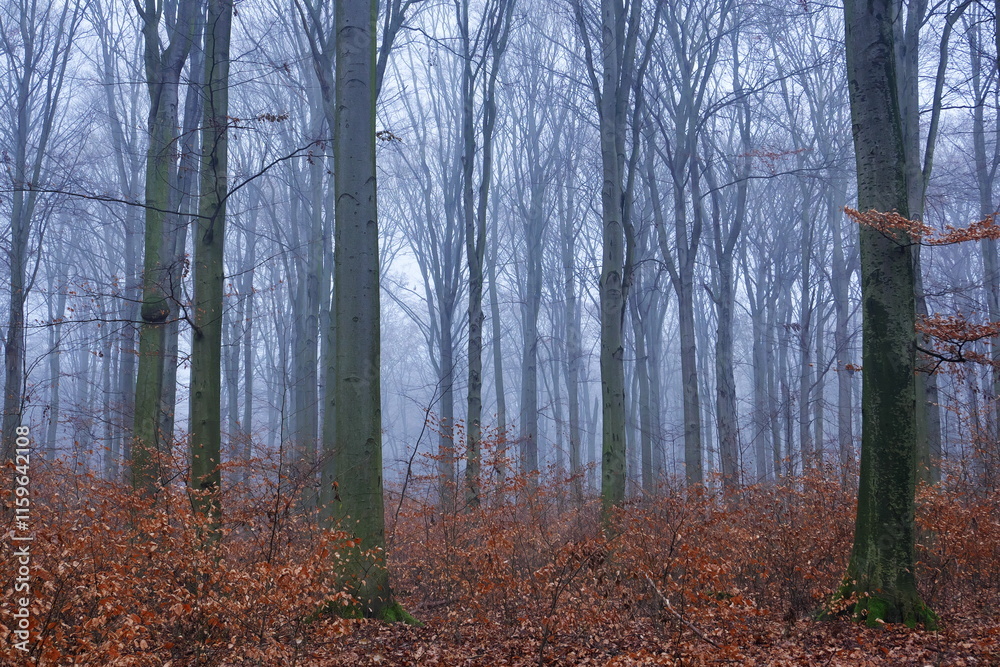 Obraz premium Misty Forest