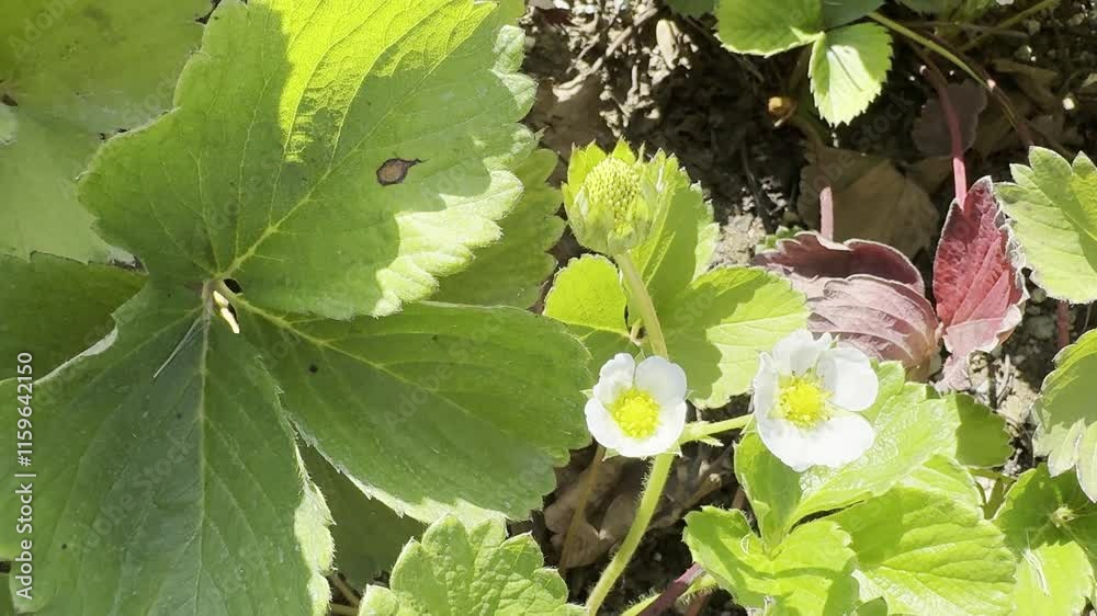 Strawberry plant blooms white flowers. Fragaria is a genus of flowering plants in the rose family, Rosaceae. Hybrids and cultivars. Garden strawberry, hybrid Fragaria ananassa. Close-up.